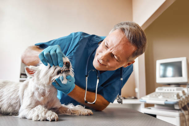 Best Emergency Tooth Extraction in Ponderay, ID